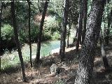 Río Frío. Pinos de después de la piscifactoría